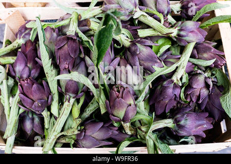 Lila Artischocken für Verkauf an ein Bauernmarkt in Florenz, Italien. Stockfoto