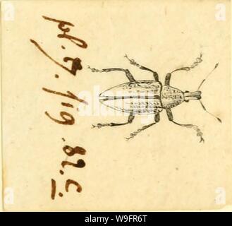 Archiv Bild von Seite 64 der [Curculionidae] (1800) Stockfoto