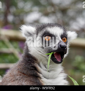 Ring-Tailed Lemur (Lemur catta) Primas portrait Stockfoto