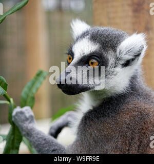 Ring-Tailed Lemur (Lemur catta) Primas portrait Stockfoto