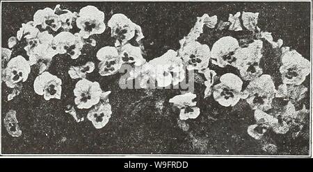 Archiv Bild von Seite 64 der Currie's Garden jährlichen Frühling. Currie's Garten jährliche: Frühjahr 1936 61 Jahr curriesgardenann 19 curr 2 Jahr: 1936 (Sweet William Viola (Getuftet Stiefmütterchen) Stockfoto