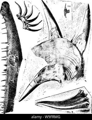 Archiv Bild von Seite 66 ein Wörterbuch der Fossilien Stockfoto