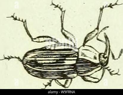 Archiv Bild von Seite 66 der [Curculionidae] (1800) Stockfoto
