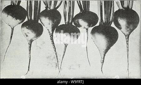 Archiv Bild von Seite 66 der Currie's Garden jährlichen Frühling. Currie's Garten jährliche: Frühling, 1935, 60th Jahr curriesgardenann 19 curr 1 Jahr: 1935 (CURRIE BRÜDER CO., Milwaukee, Wis Seite 63 Currie von Rüben KULTUR - Wo eine Vielfalt und Auswahl von Boden an, wählen Sie den Befehl, dass die eher leichte für diese Ernte ist. Es muss jedoch gründlich bereichert werden. So früh im Frühling als der Boden kann richtig Cul-tivated, legen Sie die Bohrer für die Samen über einen Fuß auseinander. Den Samen dünn Säen, die bis zu einer Tiefe von 1 Zoll; wenn groß genug, dünn aus, um die Pflanzen zu ungefähr 6 Zoll apar Stockfoto