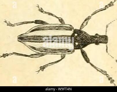 Archiv Bild von Seite 68 der [Curculionidae] (1800) Stockfoto