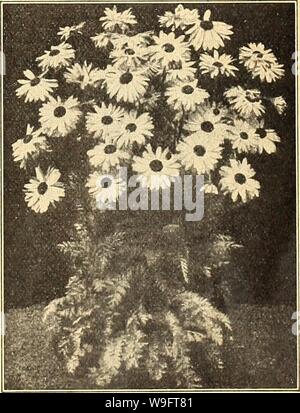 Archiv Bild von Seite 68 der Currie's Farm und Garten jährliche. Currie's Farm und Garten jährliche: Frühling 1925 50 Jahre curriesfarmgarde 19 curr 8 Jahr: 1925 (SINGLE Mit dem Chadwyck AL Mohn. Pkt. FLANDERS FIELDS - Die lebendige] scarlet Eu-J. r o p e a n J/Feld Pop-K'Py, jetzt so jT bekannt. ".-, Vt-oz. 30 C. 10 Oriental Poppy Pkt. SHIRLEY - Schöne Mohnblumen angefangen bin Farbe reinweiß, verschiedene Schattierungen von rosa bis purpur. Viele der Blumen geädert, gestreift und als Flocken von der Mitte zu den Rändern, während andere sind rot, mit weiß umrandet. Gemischte Farben. oz. 20 c 10 Virginian Poppy-A Stockfoto