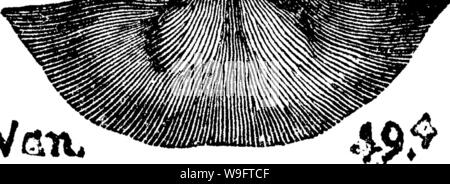 Archiv Bild von Seite 69 der ein Wörterbuch der Fossilien Stockfoto