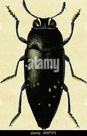 Archiv Bild von Seite 70 der Gattungen des Insectes, ou, Exposition Stockfoto