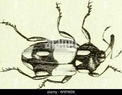 Archiv Bild von Seite 72 der [Curculionidae] (1800) Stockfoto