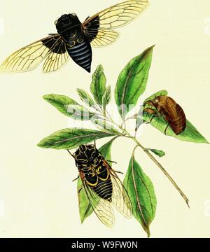 Archiv Bild von Seite 71 der natürlichen Geschichte der Insekten. Natürliche Geschichte der Insekten von China, mit nach oben von zwei hundert und Zwanzig Abbildungen und Beschreibungen CUbiodiversity Jahr: 1842 2343350 ('&lt;/yftw - &Lt;Y/'/'a, Stockfoto