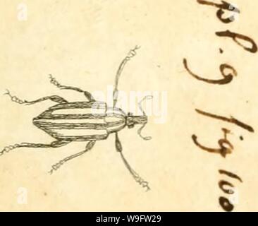 Archiv Bild von Seite 72 der [Curculionidae] (1800) Stockfoto