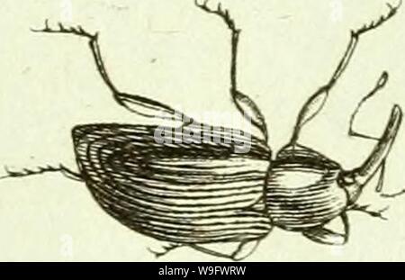 Archiv Bild von Seite 76 der [Curculionidae] (1800)
