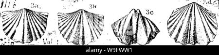 Archiv Bild von Seite 76 der ein Wörterbuch der Fossilien