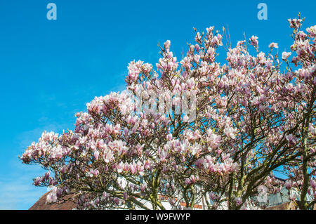Magnolia x Soulangeana Strauch oder großer Baum mit rosa Becher geformten Blüten im Frühjahr ist Laub- und vollkommen winterhart Stockfoto Magnolia x Soulangeana Strauch oder großer Baum mit rosa Becher geformten Blüten im Frühjahr ist Laub- und vollkommen winterhart Stockfoto