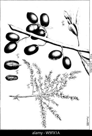 Archiv Bild von Seite 76 Der olive seine Kultur
