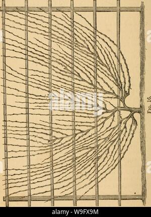 Archiv Bild von Seite 77 Der Anbau der Einheimischen. Der Anbau der einheimischen Traube cultivationofnat 01 husm Jahr: 1866 (74 KULTUR 01.&lt;' die Traube. Stockfoto