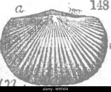 Archiv Bild von Seite 79 der ein Wörterbuch der Fossilien Stockfoto