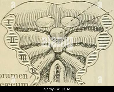 Archiv Bild ab Seite 79 von Cunningham's Lehrbuch der Anatomie (1914). Cunninghams Lehrbuch der Anatomie cunninghamstextb 00 cunn Jahr: 1914 (46 menschliche Embryologie. Und die vierte, genannt die Kopula, durch die Siamesische ventralen Enden der zweiten Bögen gebildet ist, ist aus dem Tuberculum impar durch die Öffnung des thyreoid Rudiment (Bild getrennt. 61). Die beiden seitlichen Erhöhungen auf der mandibulären Bögen vereinigen, der größere Teil der ventralen oder der vorderen zwei Drittel der Zunge, auf dem alle papilhe Mandibulären rudiments Tuberculum impar Labiodental sulcus ich Mandibulären rudiment Tubercu zu iorm Stockfoto