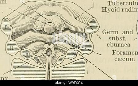 Archiv Bild ab Seite 79 von Cunningham's Lehrbuch der Anatomie (1914). Cunninghams Lehrbuch der Anatomie cunninghamstextb 00 cunn Jahr: 1914 (Mandibuläre rudiments Tuberculum impar Labiodental sulcus ich Mandibulären rudiment rudiment Hyoid Tuberculum impar Ich 'Foramen caecum Fureula Blende von kehlkopf der Kehlkopf Precervical sinus Aperture' Stockfoto