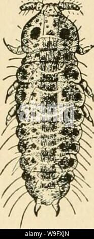 Archiv Bild von Seite 79 Der kultivierten Pilz (1913) Stockfoto