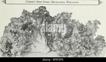 Archiv Bild von Seite 80 Currie's Farm und Garten jährliche. Currie's Farm und Garten jährliche: Frühjahr 1930 curriesfarmgarde 19 curr Jahr: 1930 (4 Currie Same Store, Milwaukee, Wisconsin Currie Grand Rapids Kopfsalat CURRIE'S GRAND RAPIDS EXTRA ausgewählte Lager Die populärste aller Zwingen Kopfsalat. Auf Grund seiner frommen Gewohnheit des Wachstums kann es näher als andere Sorten angebaut werden, und ist zu verrotten weniger geeignet; die Blätter sind leicht gelblich-grün, ideal für den Versand und eine lange Zeit ohne Welke halten. Pkt., 10c; oz, 25c; J/4 lb, 75c; 1 lb., $ 2,00. Schwarz GESÄTE SIMPSON ausgewählten Aktie Stockfoto