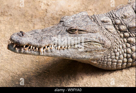 Kopfdetail von Nilkrokodil, Crocodylus niloticus, Afrika Stockfoto