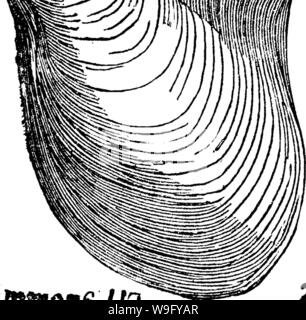 Archiv Bild von Seite 83 der ein Wörterbuch der Fossilien Stockfoto