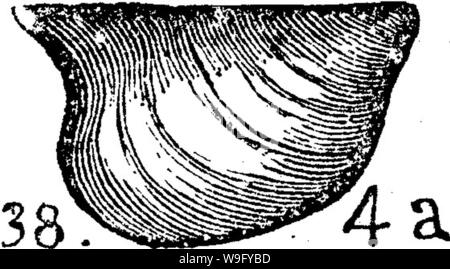Archiv Bild von Seite 83 der ein Wörterbuch der Fossilien Stockfoto
