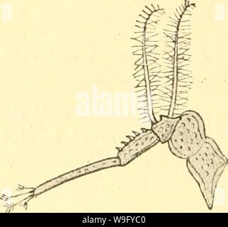Archiv Bild von Seite 83 der Cumacea (Sympoda) (1913) Stockfoto