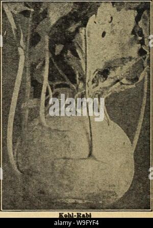 Archiv Bild von Seite 83 der Currie's Garden jährlichen 63 Rd. Currie's Garten jährliche: 63. Jahr Frühjahr 1938 curriesgardenann 19 curr 4 Jahr: 1938 (Grün gewellt EndiT KOHL - RABI Säen die Saat zeitig im Frühjahr und Transplantation ersten Juni in Zeilen 18 Zoll und 6 Zoll auseinander in den Zeilen. 1 oz. Bis 8.000 Pflanzen. Die Samen können in offenen Boden in Übungen und die Pflanzen ausgedünnt, um 6 Zoll auseinander gesät werden. Eine Unze Samen säen 200 Fuß bohren. Frühestens KURZ-LEAVED ZWINGEN WEISS WIEN KOHL - RABI AUSGEWÄHLT - für das Forcen in offenem Gelände. Weißes Fleisch, sehr zart, kurz verlässt. 1 oz., 25 c; V4.lb, Stockfoto