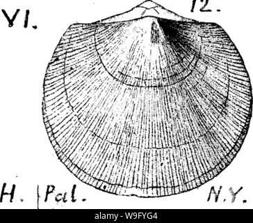 Archiv Bild von Seite 84 der ein Wörterbuch der Fossilien