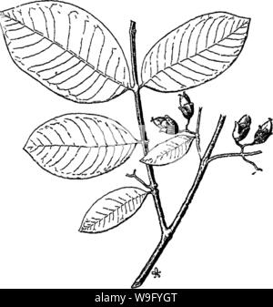 Archiv Bild von Seite 83 der indischen Bäume ein Konto Stockfoto