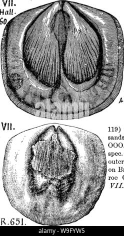 Archiv Bild von Seite 85 der ein Wörterbuch der Fossilien Stockfoto