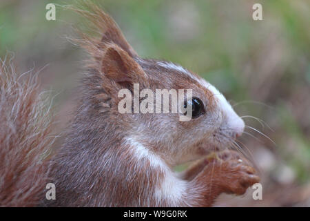 Eine Nahaufnahme Porträt einer spanischen roten Eichhörnchen (auch genannt eine Eurasische Eichhörnchen) Essen einer Mutter. Der Fokus liegt auf dem Auge und dauert in der getuftete Ohren. Stockfoto
