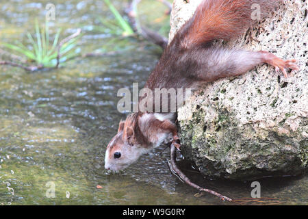 Eine spanische Rote Eichhörnchen reicht von einem Felsen aus dem Bach zu trinken. Foto im Park "Reina Sofia" in Guardemar, Spanien. Stockfoto