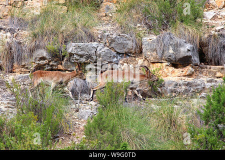Diese Ibex leben entlang der Schlucht zwischen Jalance und Cortes de Pallas in Valencia, Spanien. Der spanische Ibex (C. pyrenaica) sind robust und trittsicher. Stockfoto