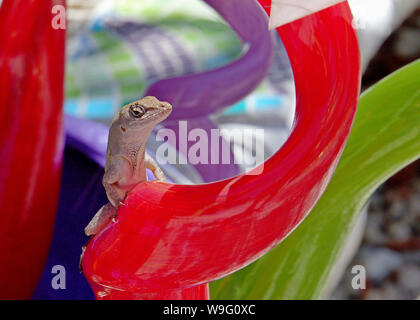 Ein Brown Anole Echse auf einige dekorative Glas posieren. Eidechse auch Anolis Sagrei oder Bahaman Anole bekannt. Dieses ist ein Weibchen. Stockfoto