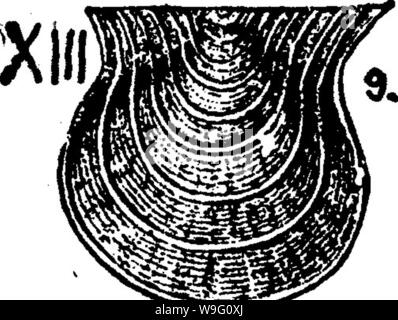 Archiv Bild von Seite 89 der ein Wörterbuch der Fossilien Stockfoto