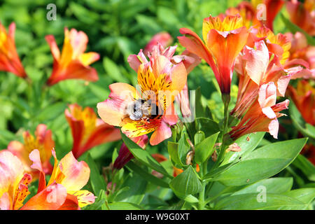 Buff Tailed Bumblebee Sammeln von Nektar und Pollen von einem alstroemeria Blume. Die Biene ist die größte Art in Großbritannien. Stockfoto