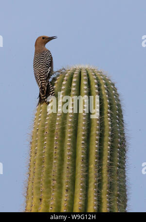 Ein Gila Woodpecker (Melanerpes uropygialis) Sitzstangen auf der Spitze eines Saguaro Kaktus bei Catalina State Park in Arizona Stockfoto