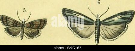 Archiv Bild von Seite 90 der Abbildung und Beschreibung europäischer Schmetterlinge