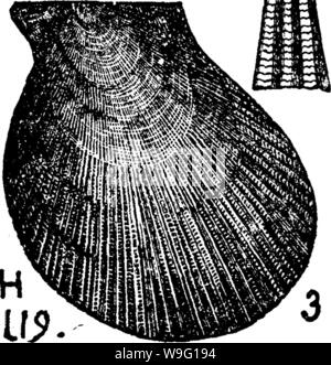Archiv Bild von Seite 91 der ein Wörterbuch der Fossilien