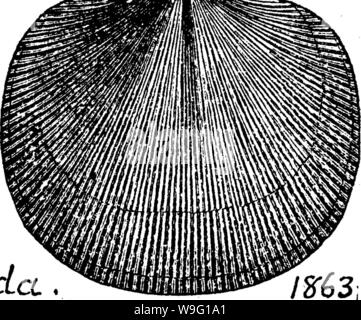 Archiv Bild von Seite 91 der ein Wörterbuch der Fossilien