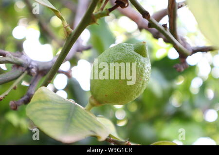 Nahaufnahme einer Zitrone wächst an den Lemon Tree Branch mit verschwommenen Hintergrund Stockfoto