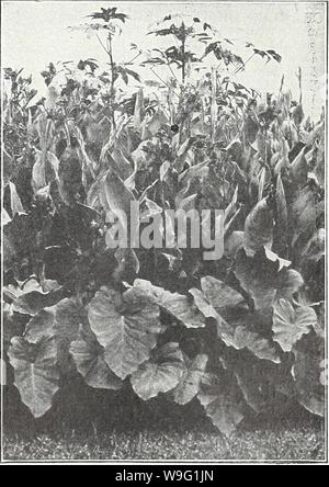 Archiv Bild von Seite 92 der Currie's Garden jährlichen Frühling. Currie's Garten jährliche: Frühling 1934 59. Jahr curriesgardenann 19 curr 0 Jahr: 1934 (Canna Der Präsident CANNAS STADT PORTLAND - ein leuchtendes Rosa; Blüten in großer Fülle getragen; Höhe, 3 Füße; Laub, Grün. König Humbert - Scharlach Blumen, bronzefarbenen Blätter, größte Liebling heute. 5 Füße. Gelbe König Humbert - Laub ein sehr dunkles Grün. Blumen tiefen, satten Gelb, leicht beschmutzt und mit hellen rot gestromt; Messung von fünf bis sieben Zoll herüber. 4 Füße. Der Präsident - eine reiche leuchtenden Scharlachrot mit immensen Rundung Blumen, sieben Zoll Stockfoto
