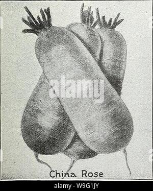 Archiv Bild von Seite 92 der Currie's Garden jährlichen Frühling. Currie's Garten jährliche: Frühling 1931 56. Jahr curriesgardenann 19 curr Jahr: 1931 (französisches Frühstück IM SOMMER UND WINTER Sommer SORTEN Große Weiße Rübe - eine wünschenswerte Sommer Sortieren mit runden, glatten Wurzeln zwei bis drei Zoll im Durchmesser. Pkt., 10c; Oz, 15 c;J4 lb, 40c; 1 lb., $ 1.25. - Weiß und zart. Pkt., 10c; Oz, 15 c; lb, Pck., 10c; Oz, 15 c; 54 lb.. Lange weiße Wien (Lady Finger) - 40 c; 1 lb., $ 1,00. Eiszapfen Rettich lange Scarlet-Root-lang und spitz zulaufend, sehr zart. 40 c; 1 lb., $ 1,00. Der Holzrahmen - extra früh lange Scarlet va Stockfoto