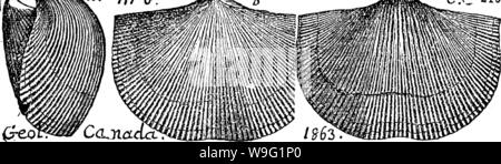 Archiv Bild von Seite 93 ein Wörterbuch der Fossilien Stockfoto