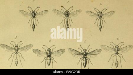 Archiv Bild von Seite 94 der Hymenoptera Haütfluger (1862) Stockfoto