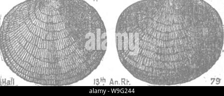 Archiv Bild von Seite 95 ein Wörterbuch der Fossilien Stockfoto