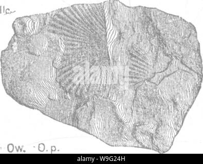 Archiv Bild von Seite 95 ein Wörterbuch der Fossilien Stockfoto